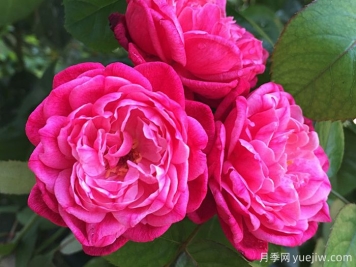 路易菲利普月季/保加利亚香水