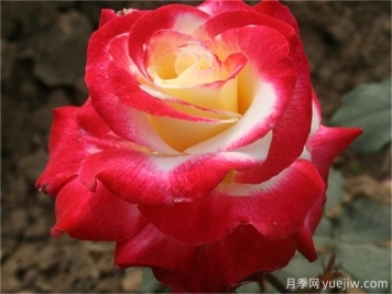 推荐6个大花浓香型月季品种