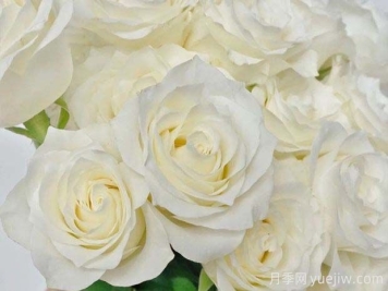 值得骄傲的白玫瑰