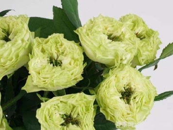 美人月季之小乔玫瑰