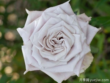 曼塔月季，神秘与优雅并存玫瑰
