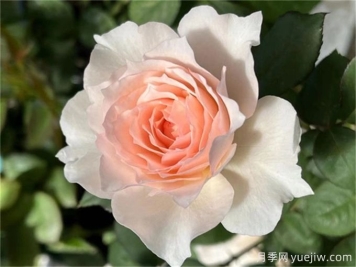 莫妮卡戴维月季的养护办法