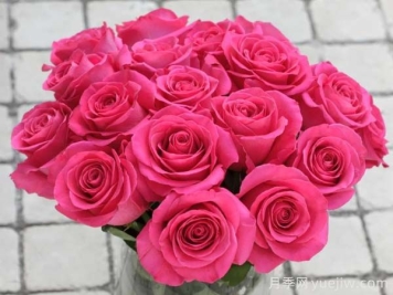 弗洛伊德月季，绚丽热烈的玫瑰花