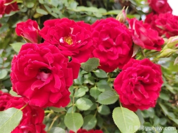 普洱月季应用和月季景观