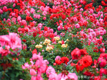 红河月季应用和月季景观