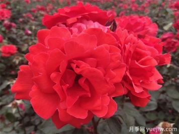 铜仁月季应用和月季景观