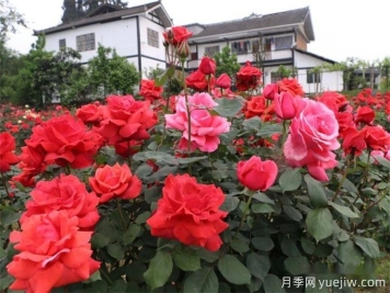 遵义月季应用和月季景观