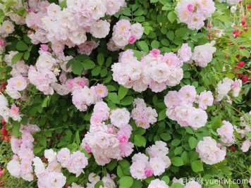 安顺月季应用和月季景观