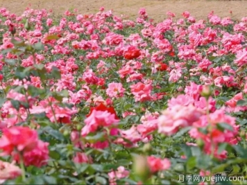 黔南月季应用和月季景观