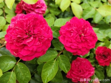 梧州适合养月季花吗？市花和市树是什么？