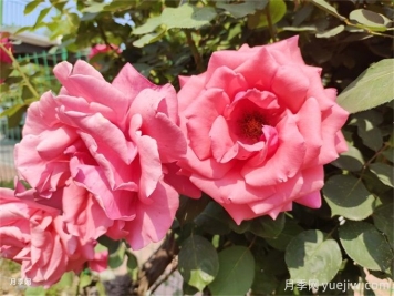 贵港月季应用和月季景观