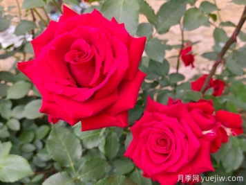 河池月季应用和月季景观