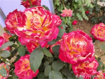 庆阳市花文化和月季景观