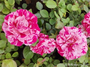 临夏月季应用和月季景观