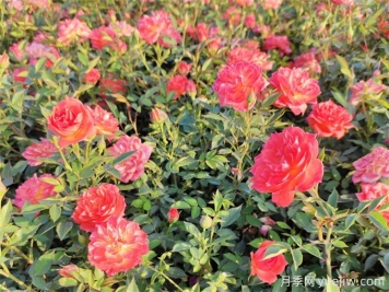 海东月季应用和月季景观
