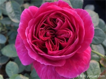 伊芙酒窖月季，花香迷人养护简单