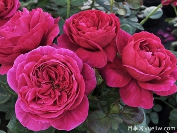 伊芙酒窖月季，集颜值和芳香于一身