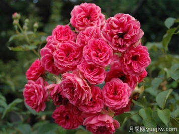 霍尔恩月季的介绍和优点