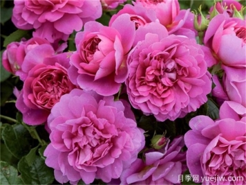 安妮公主月季，花色艳丽枝叶美观