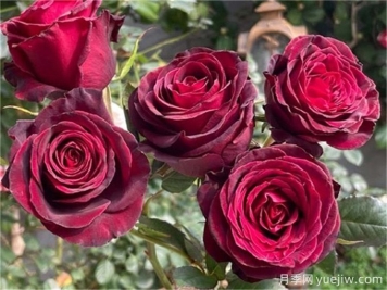 黑巴克月季，经典的黑玫瑰