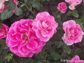 丰花月季的形态特征和景观价值