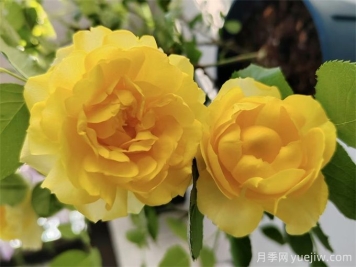 推荐7个花期超长的月季品种，而且勤花多头