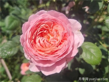 花期超长的3个月季花，你一定会爱上它们