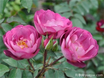 推荐30款真正的蓝紫色月季品种