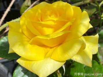 莱蒙迪尼月季/莱蒙蒂尼