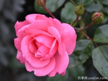 佩内的恋人月季