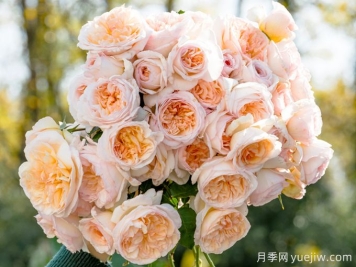 5款月季推荐！花友种过都说好的品种