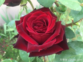 黑珍珠月季Black Pearl