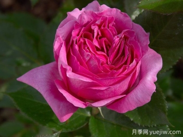 伯纳黛特拉方特月季介绍，花美花大浓香勤花