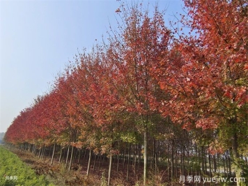 秋天12种超级美丽的变色树木