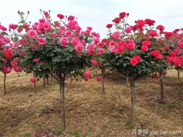 园林植物设计，超强植物知识总结