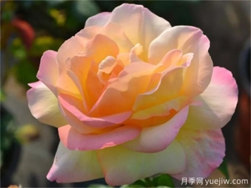 走进玫昂过的月季世界