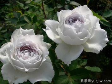 加百列大天使月季的介绍