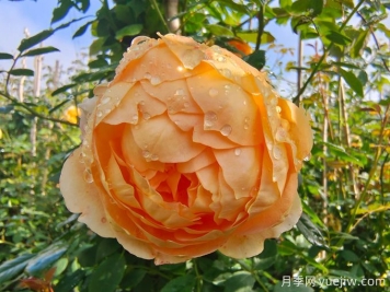 月季花宛如一幅绚丽多彩的画卷