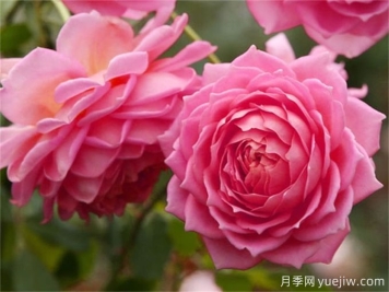 银禧庆典月季，经典大花赏繁花之美