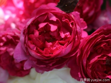 胭脂香水月季，美妙色彩和浓郁香气的伊芙月季