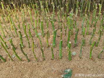 学会2招，月季花扦插没那么难