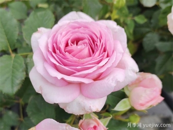 养月季没那么难，做好这几点就够了