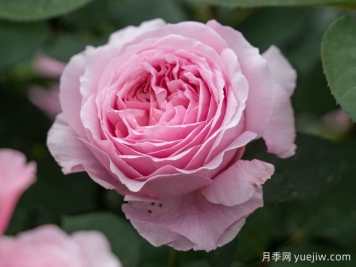 玫瑰与月季，rose中的典雅华丽