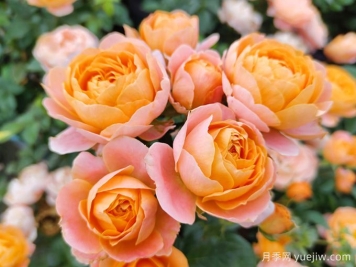 适合城市家庭种的7种花，万种挑一的精选品种