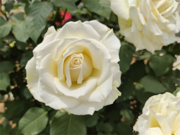 推荐10种洁白无瑕的白色月季品种，梦幻美丽