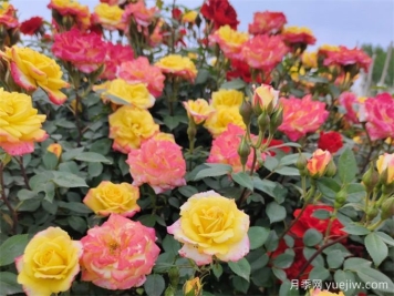 月季推荐，藤彩虹月季