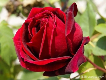 月季推荐，红丝绒月季