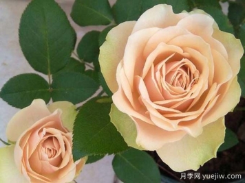 月季推荐，熏子玫瑰