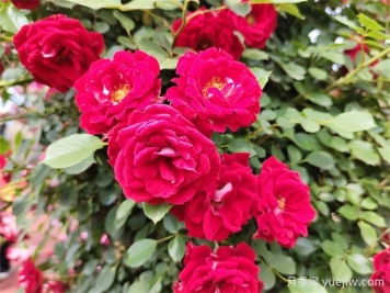 月季推荐，藤本小女孩月季