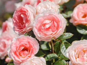 月季推荐，白桃妖精月季